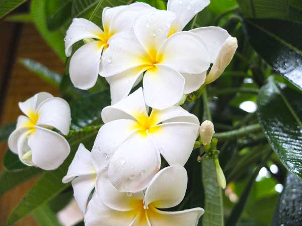 อยู่อย่างปาย