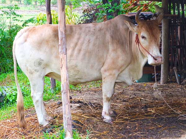 วัวตัวดี